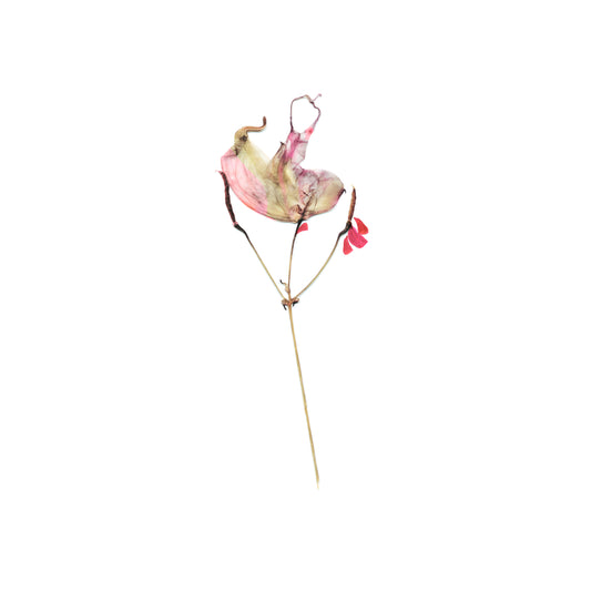 XAD Flower I